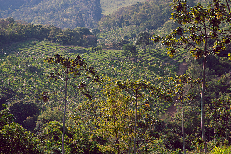 Forêt tropicale