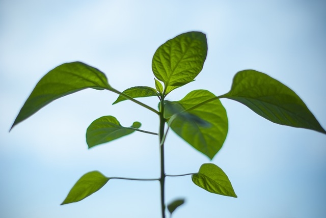 L'amour du développement durable