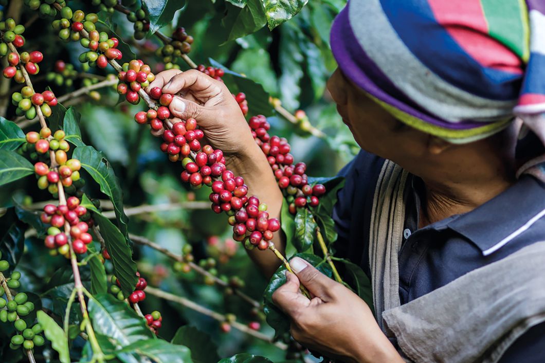 La récolte des grains de café