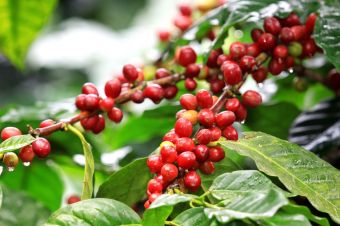 Quelles différences entre Arabica et Robusta ?