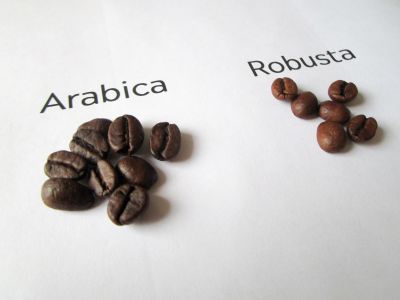 Quelles différences entre Arabica et Robusta ?