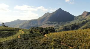 L'histoire du Brésil et du café