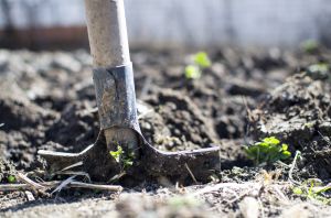 Comment prendre soin de vos plantes avec le café