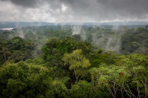 Forêt équatoriale