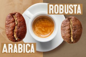 Arabica VS Robusta