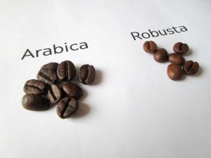 Quelles différences entre Arabica et Robusta ?